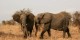 Tanzanie - 2010-09 - 359 - Tarangire - Elephants